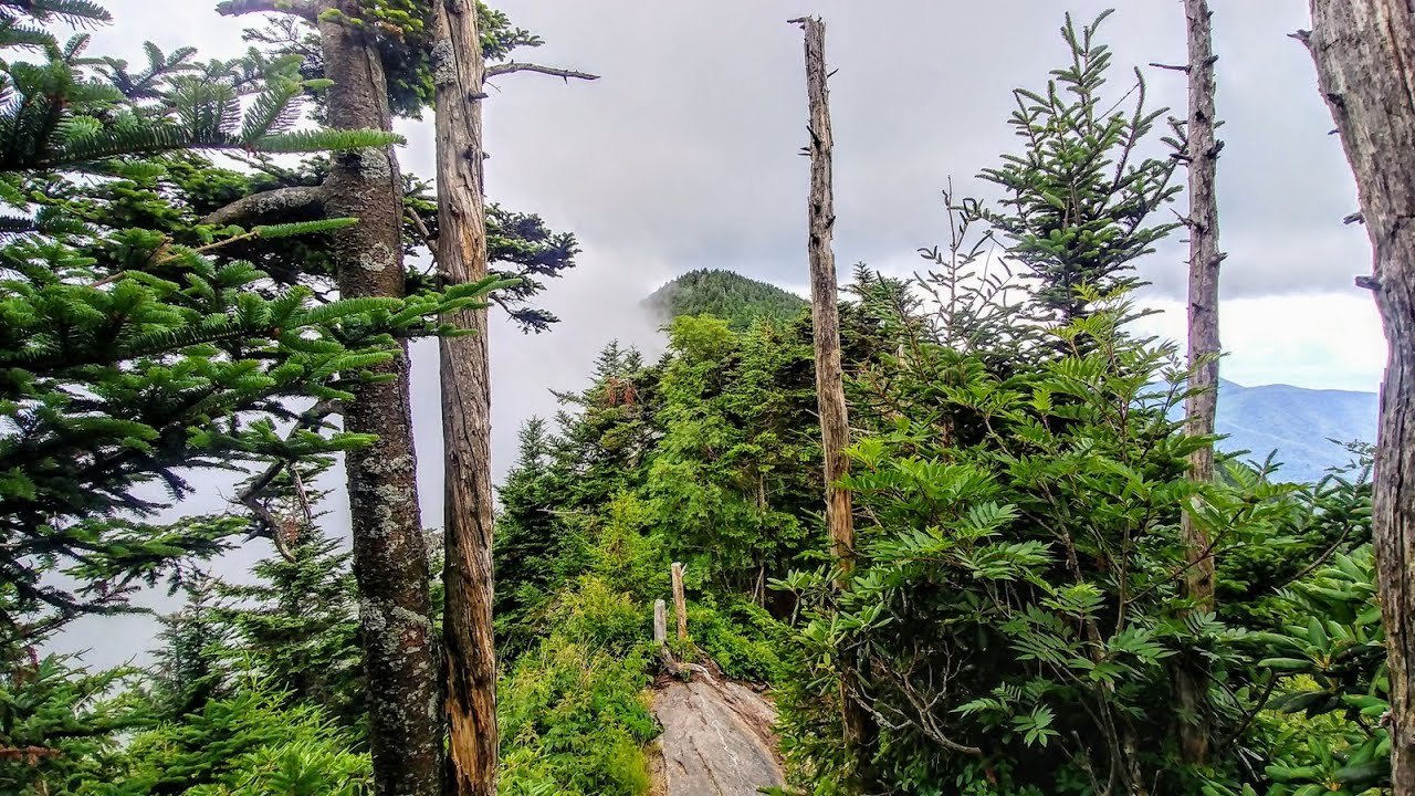 Colbert Ridge Trail and Buncombe Horse Range Trail loop - Pisgah National Forest, NC
