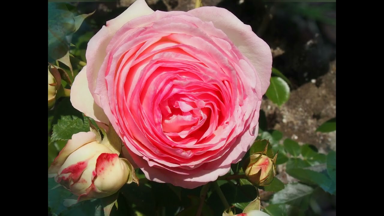 belles roses