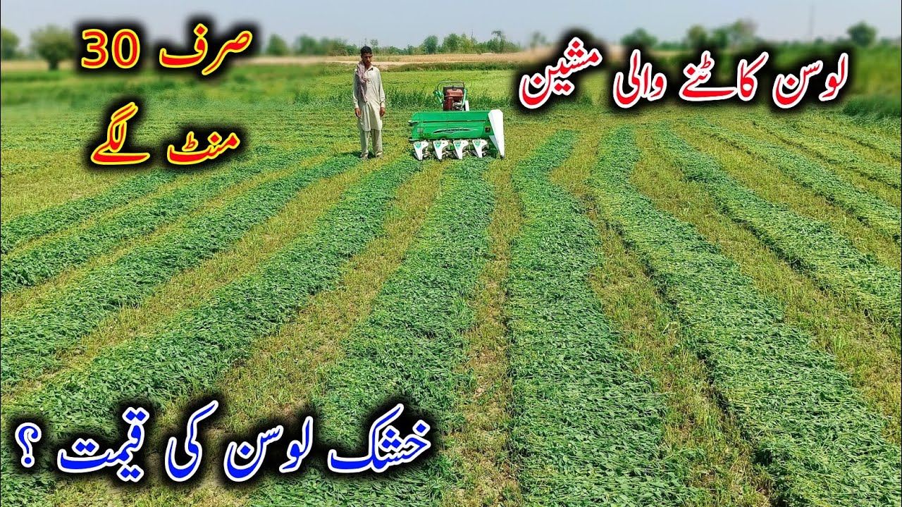 New Machine For The Cutting Of Alfalfa Crop - Mini Reaper Machine - Alfalfa Hay