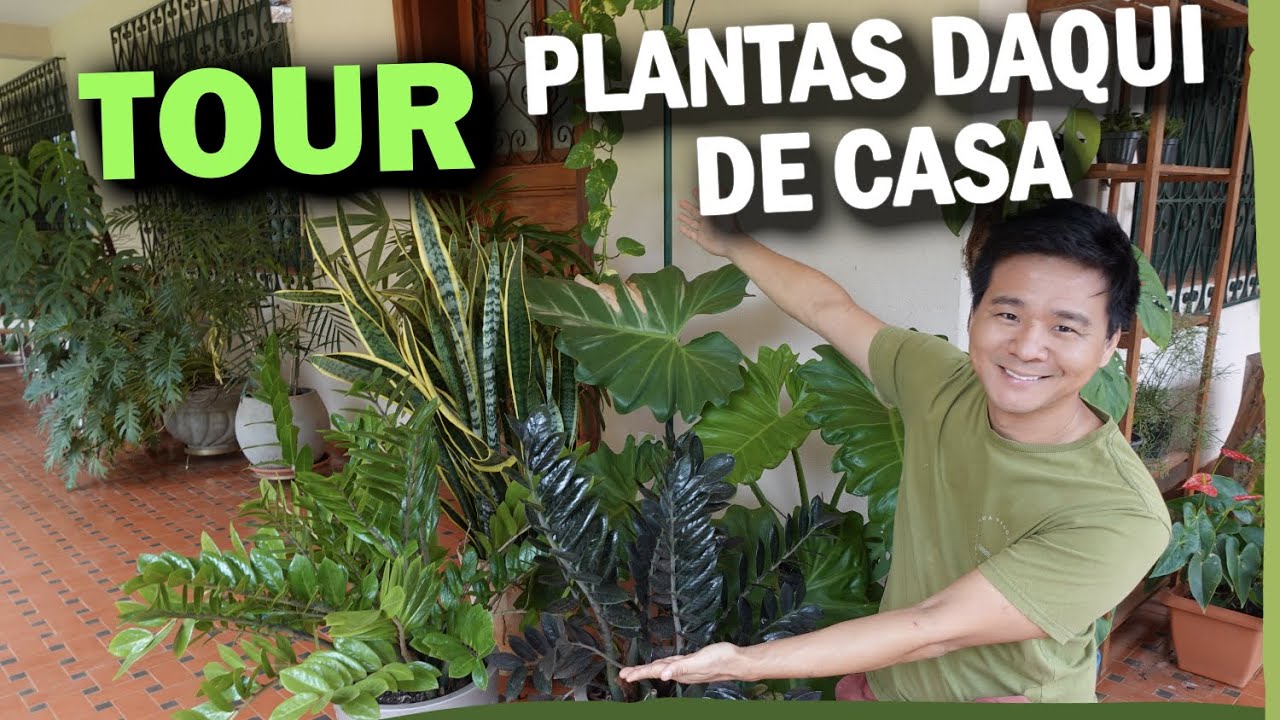 TOUR pelas plantas que tenho em CASA - E mais SOBRE MIM.