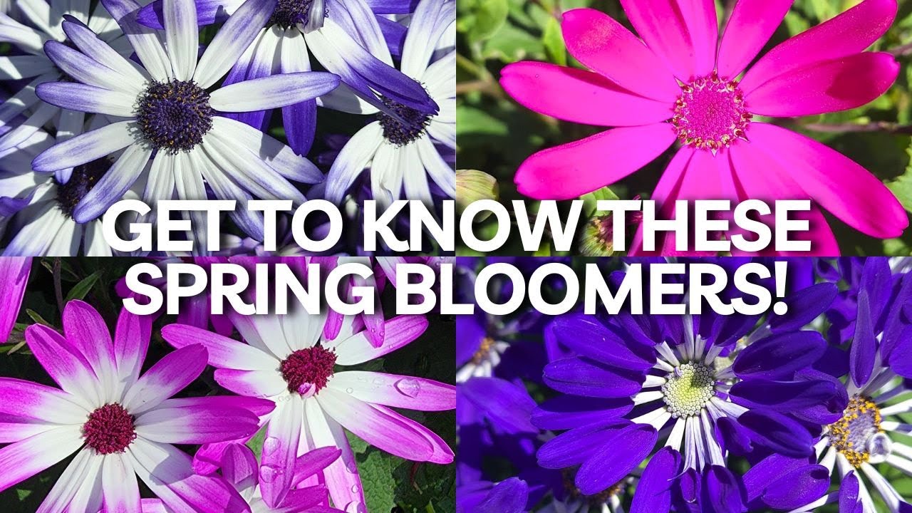 Add These to Your Garden for Spring Flowers (and Fall Too!) | Senetti Pericallis