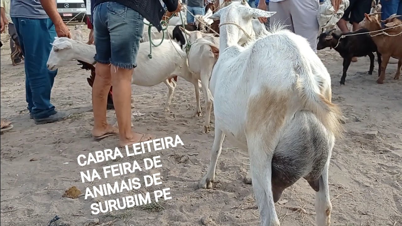 FEIRA DAS CABRAS E CARNEIROS DE SURUBIM PE 28-10-2022 CABRA SAANEN LEITEIRA À VENDA NA FEIRA