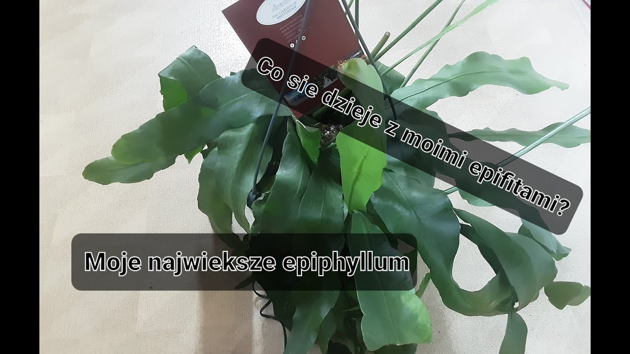 Co się dzieje  u moich epifitycznych kaktusów?| Patyczaki i epiphyllum-luty 2022