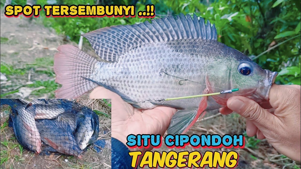 SPOT TERSEMBUNYI DI SITU CIPONDOH BANYAK NILA BABON NYA..‼️