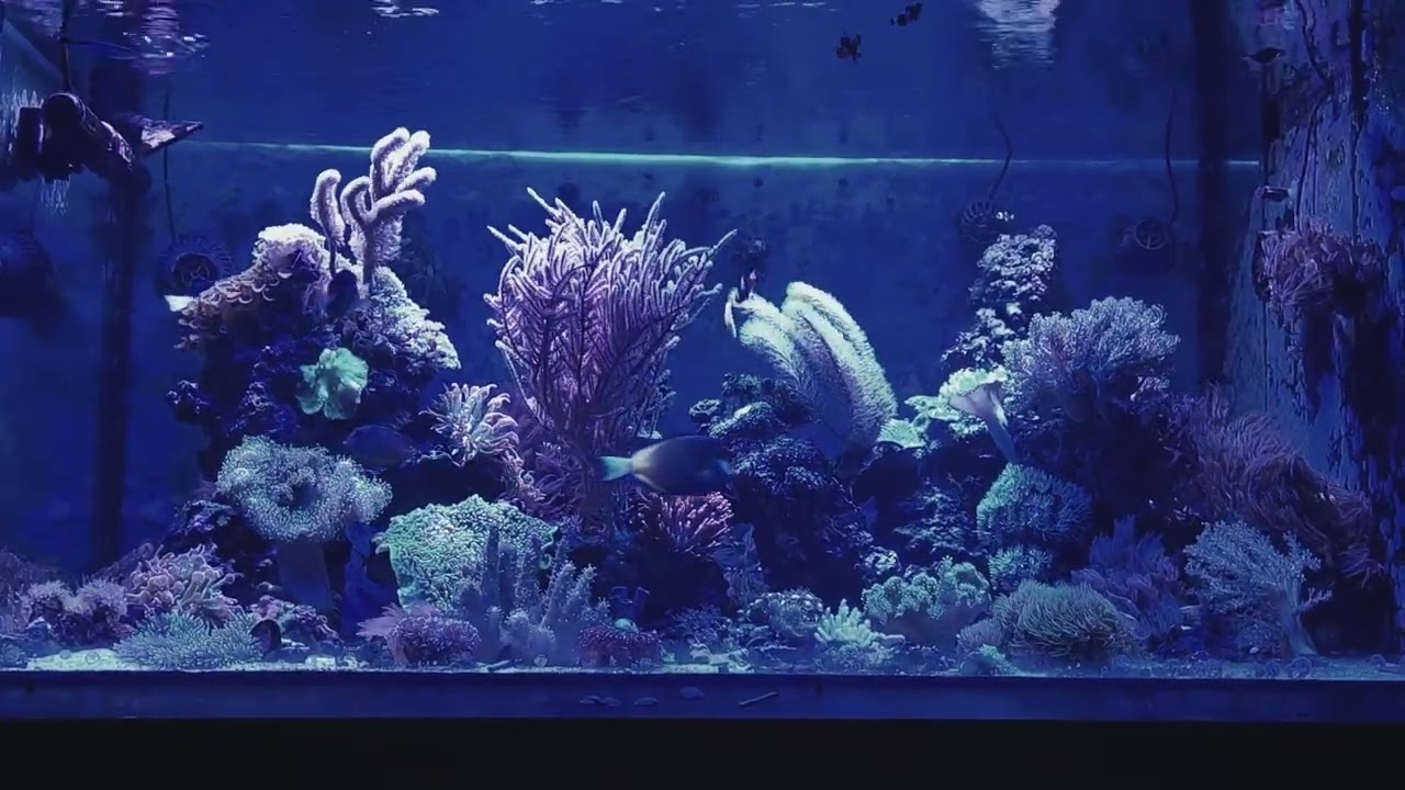 800l