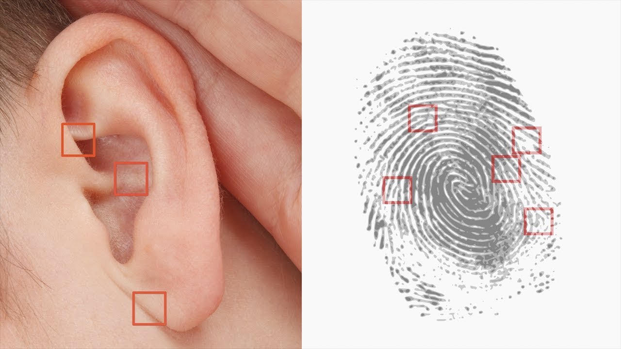 25 Curiosidades sobre el cuerpo humano