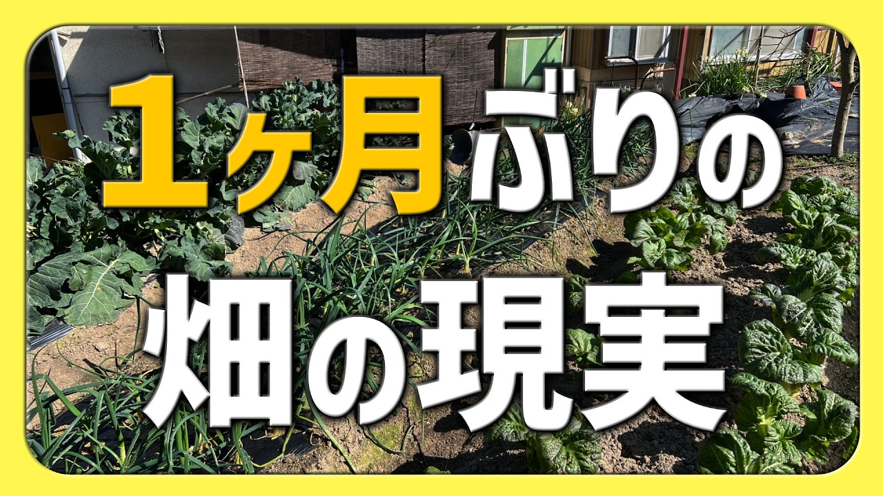 1ヶ月放置した冬の畑の様子【2026.1.19】