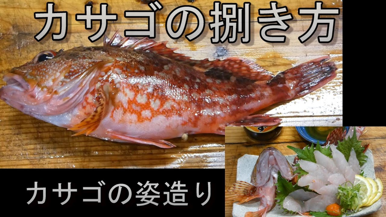 【カサゴの捌き方】＃簡単な捌き方＃カサゴ＃刺身