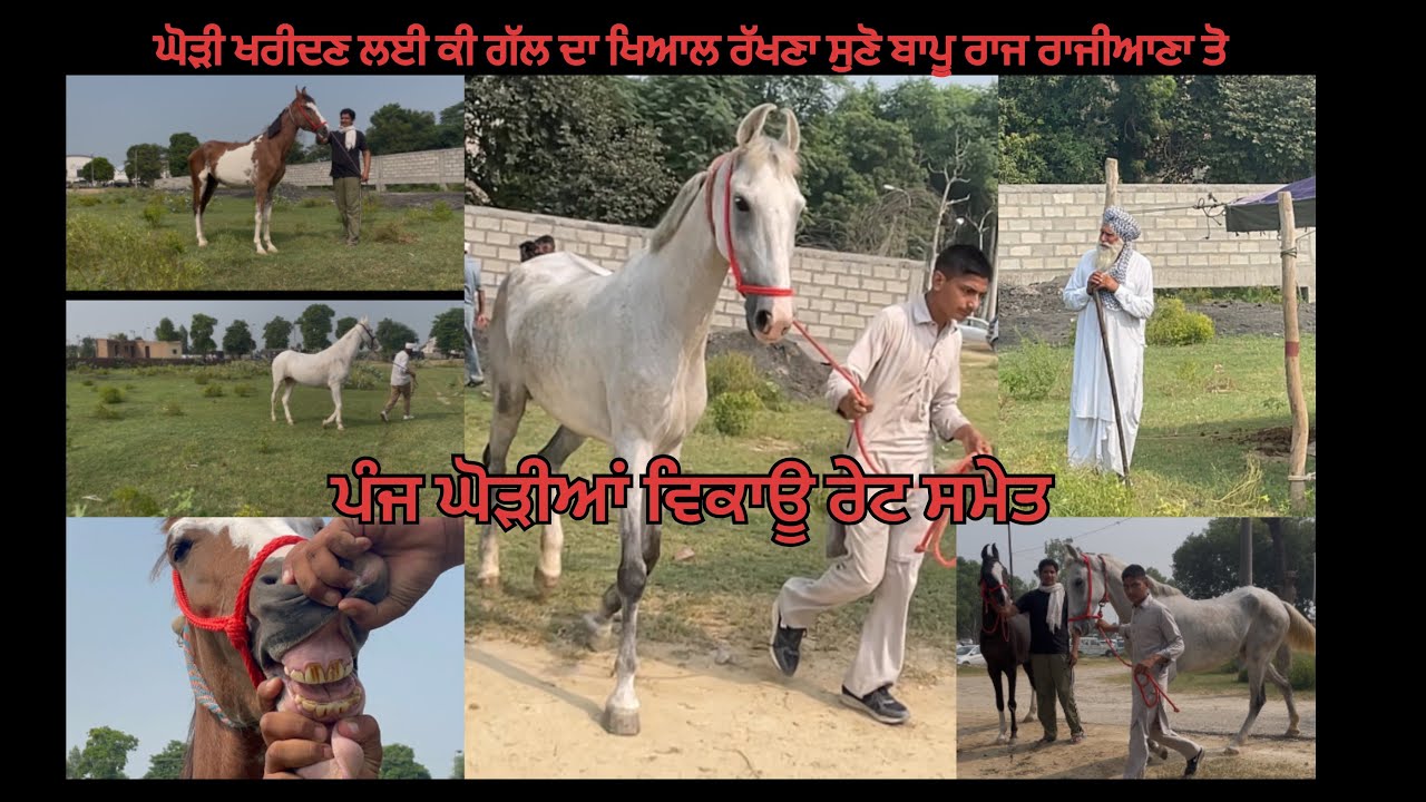 Five mare’s for sale.ਬਾਪੂ ਰਾਜ ਰਾਜੀਆਣਾ ਨੇ ਕੀਤੀ ਨੀਲੀ ਘੋੜੀ ਪਸੰਦ ਤੇ ਸਵਾਰੀ ਵੀ ਕਰਵਾਈ ਘੋੜੀਆ ਵਿਕਾਓ ਜਾਇਜ ਰੇਟ 
