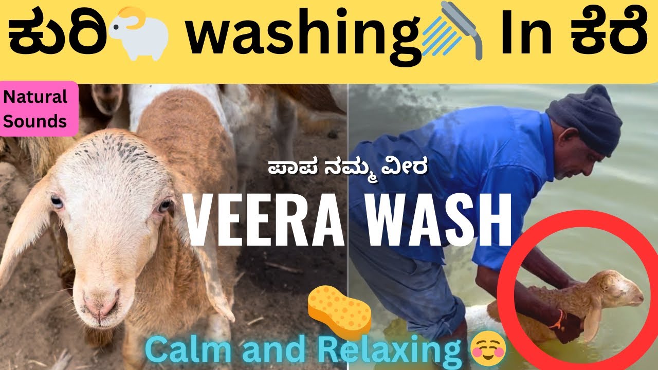 Veera 🐑 full bathing in lake 😂| Washing our sheep in Lake | Sheep farming 