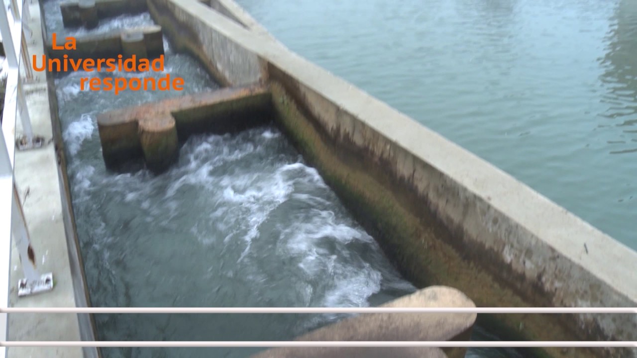 DO DAMS AFFECT FISH MIGRATION?