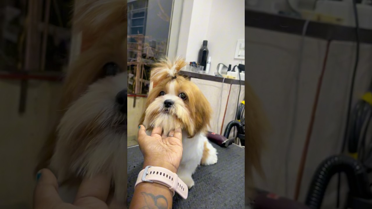 Coimbatore pets grooming centre / SHIHTZU dog / NIKKI'S PAWSTYLE