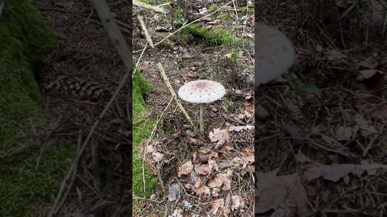 En god matsopp. #sweden #sopp #mushroom #parasollsopp #Chlorophyllum #foraging #sanking