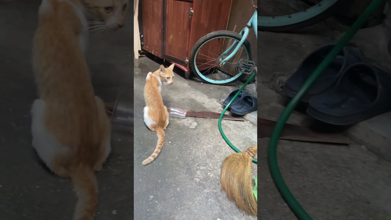 Grumpy Kittens