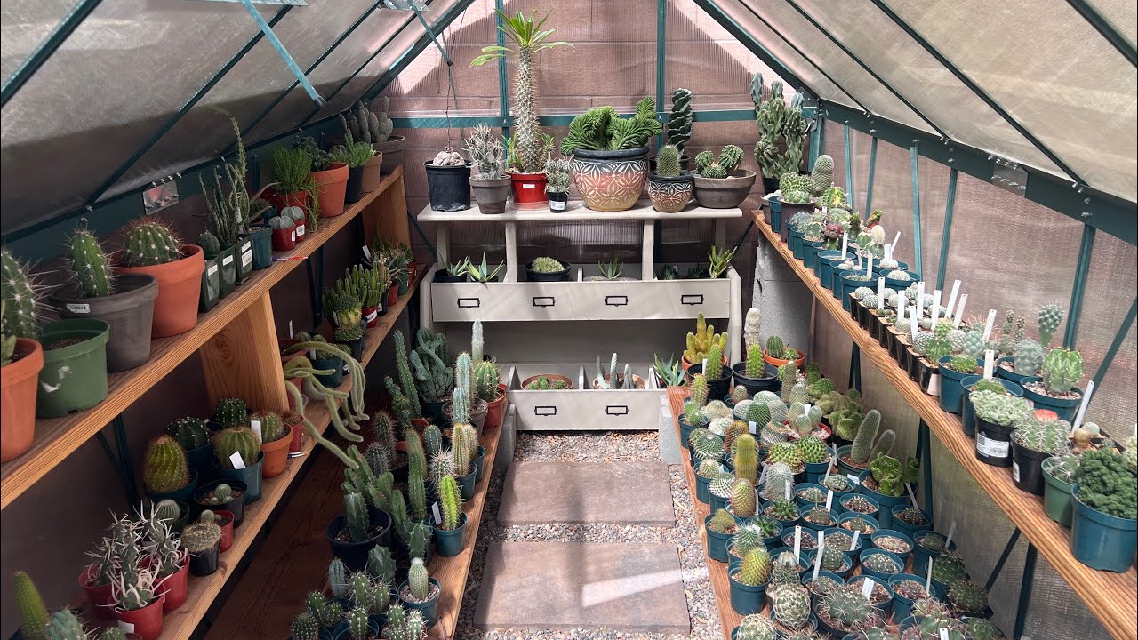 BACKYARD GREENHOUSE TOUR . IT WAS A RAT EATING MY CACTUS AND SUCCULENTS! #cactus #plants #update