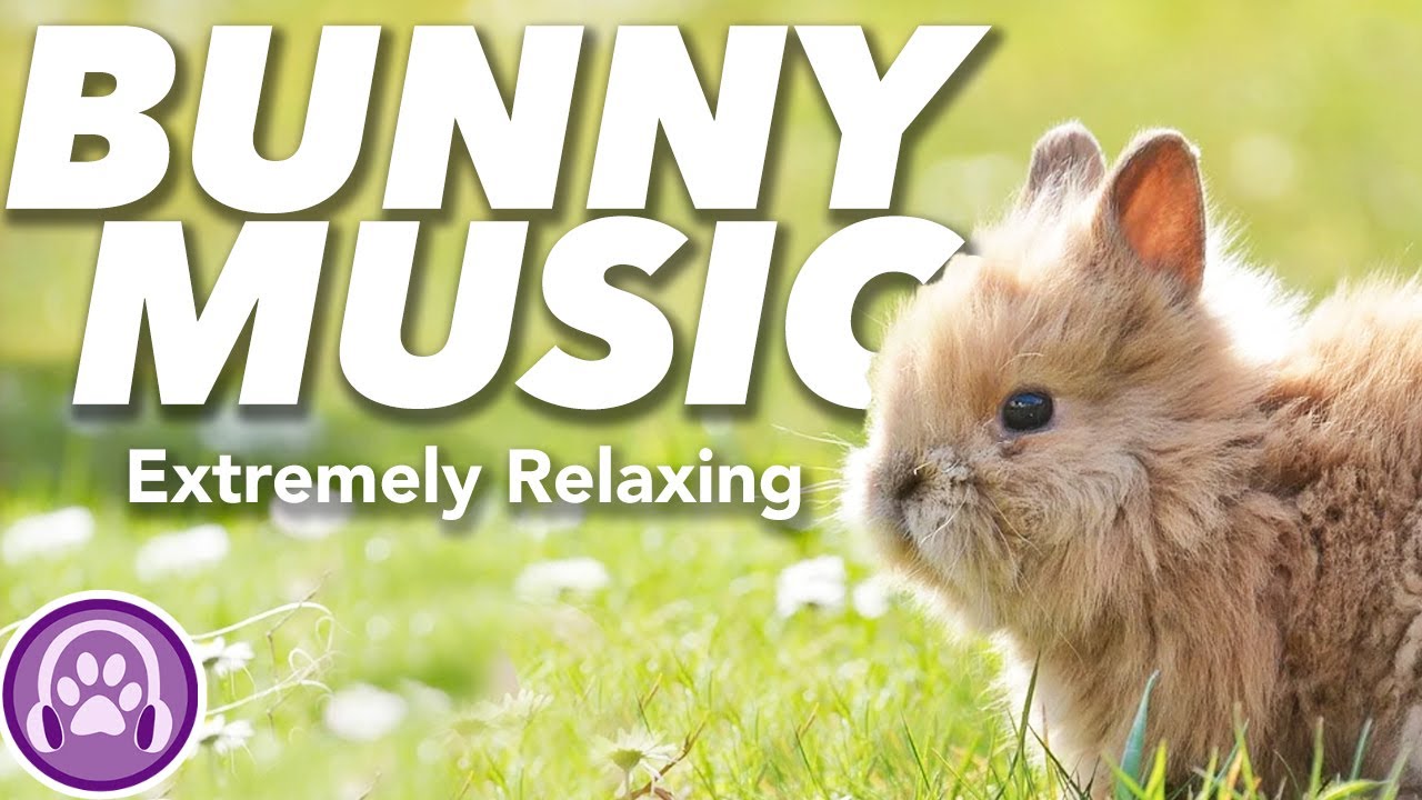 Music for Rabbits! Calm and Soothe Your Bunny Instantly (12 HOURS)