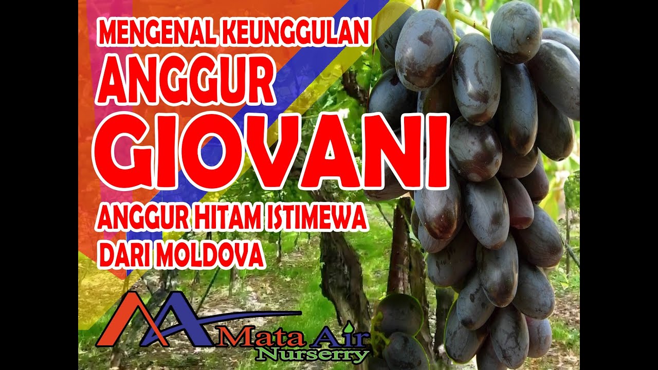 MENGENAL KEUNGGULAN ANGGUR GIOVANI ANGGUR HITAM ISTIMEWA DARI MOLDOVA