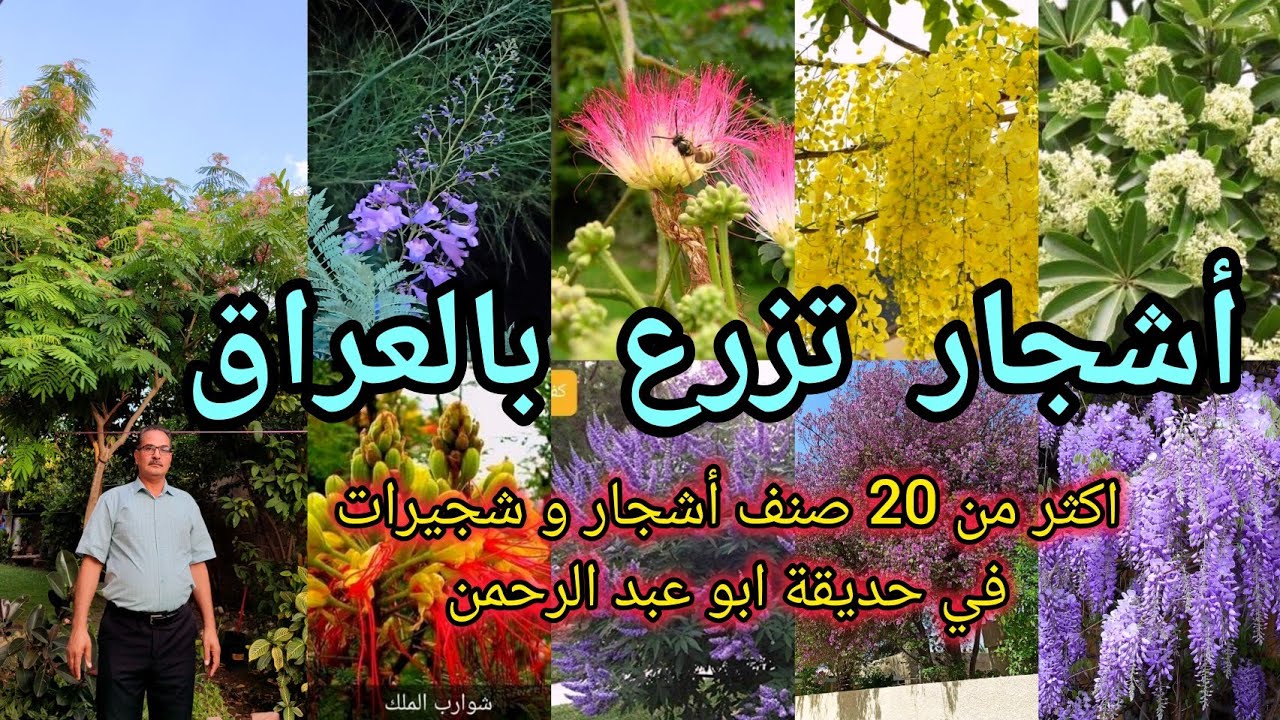 تعرفوا على اكثر من ٢٠ صنف أشجار و شجيرات مزروعة في حديقة ابو عبد الرحمن ادمن عالم الزراعة العراق 🇮🇶