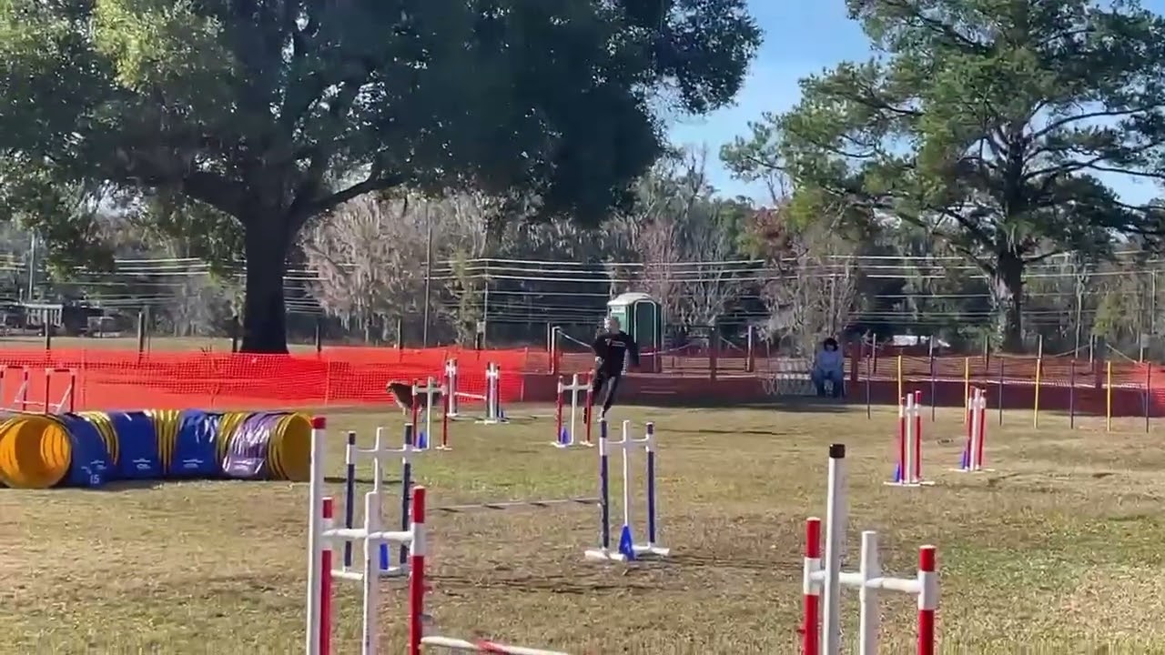 Oliver AKC Agility Ocala January 2026