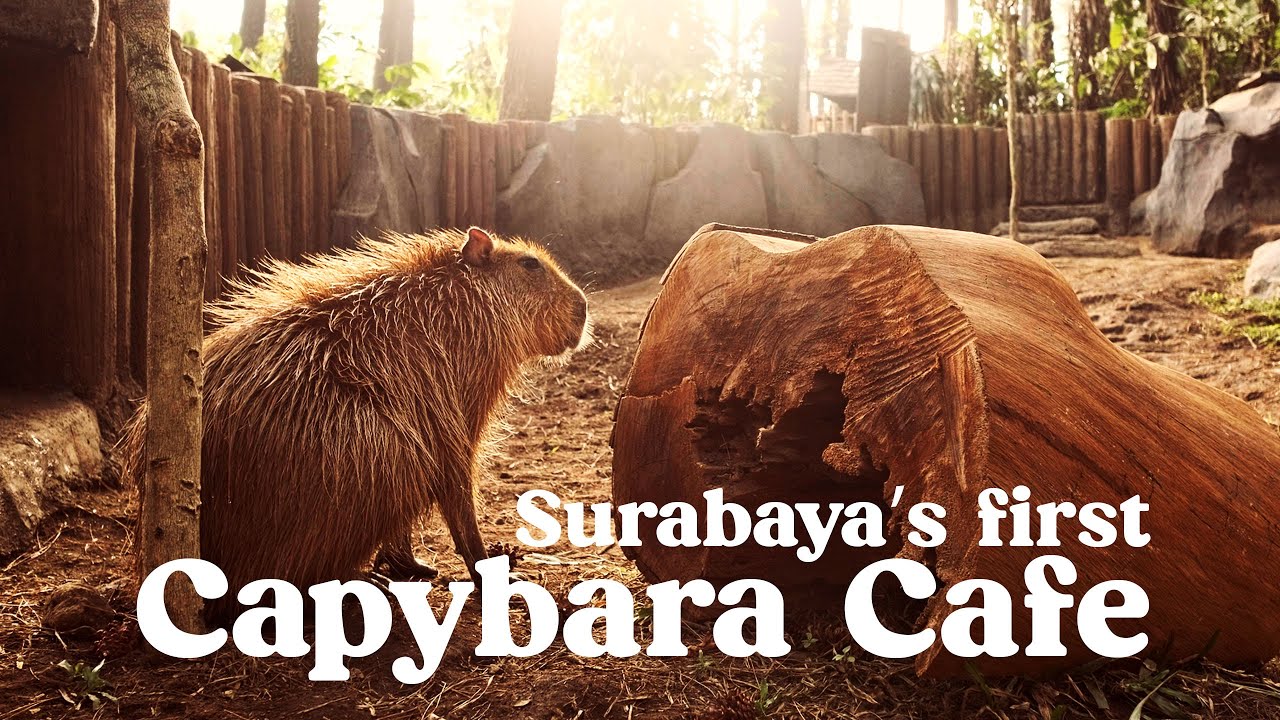 Weekend getaway idea in SURABAYA | Enchanting Forest, PRIGEN