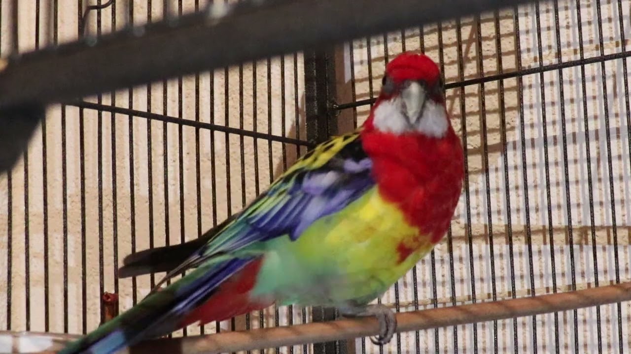 Parrot Rosella is a full-time whistling
