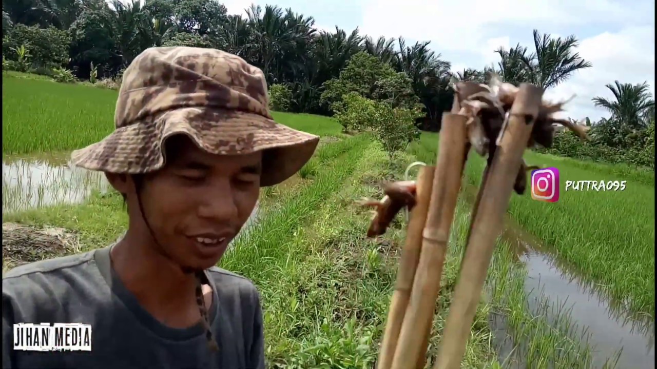 CARA NAJUR IKAN GABUS DI SAWAH - IKI BAUNTUNGBATUAH