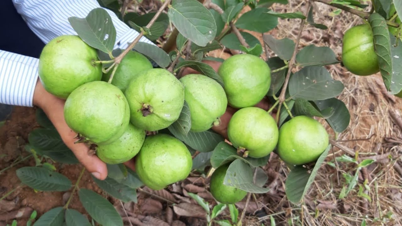 ತೈವನ್ ಪಿಂಕ್ Taiwan pink Guava Inter crop with Sandalwood at Harapanahalli Taluk, Bellary 9980378859