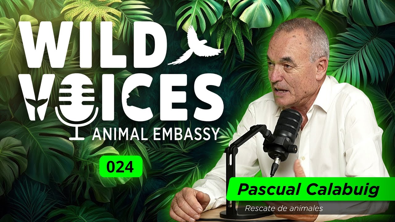 Wild Voices 024 - Pascual Calabuig
