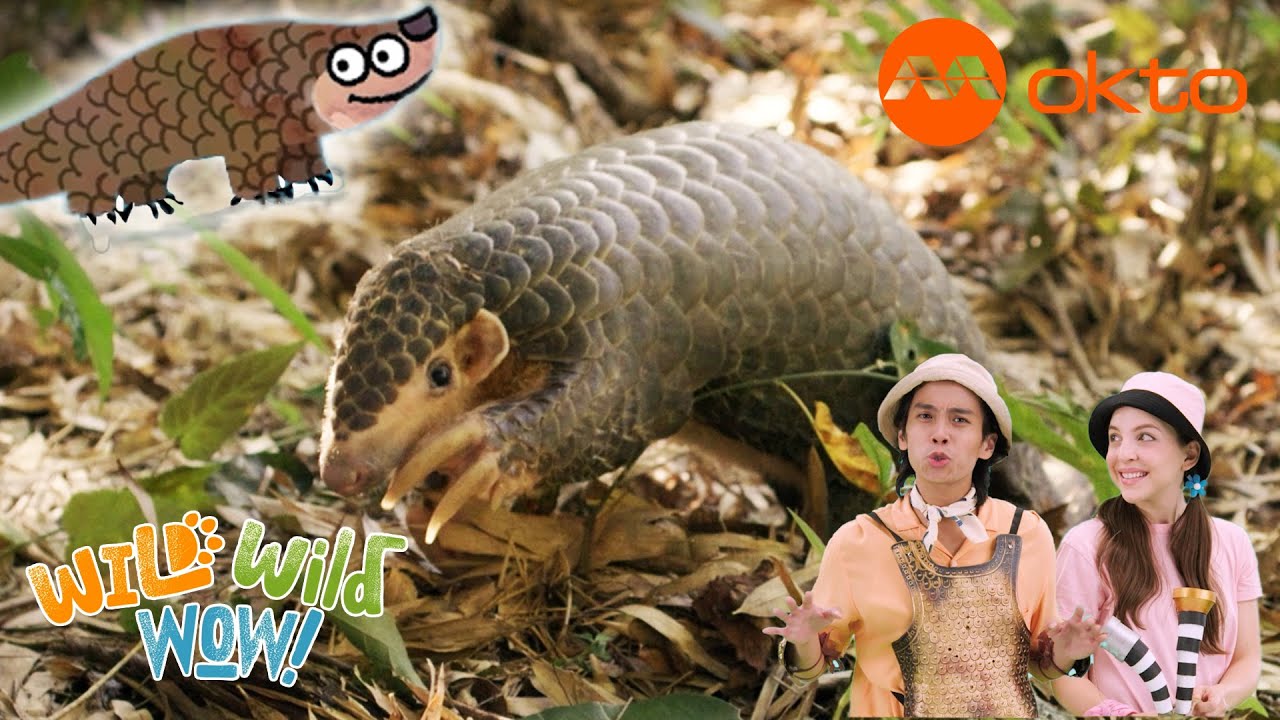 AMAZING PANGOLIN FACTS for KIDS 🐾🐜🌍 | Wild Wild Wow S3E11B | @mediacorpokto