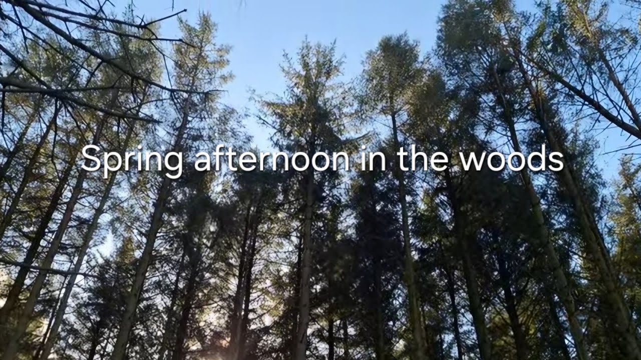 A spring afternoon in the woods. (No commentary)