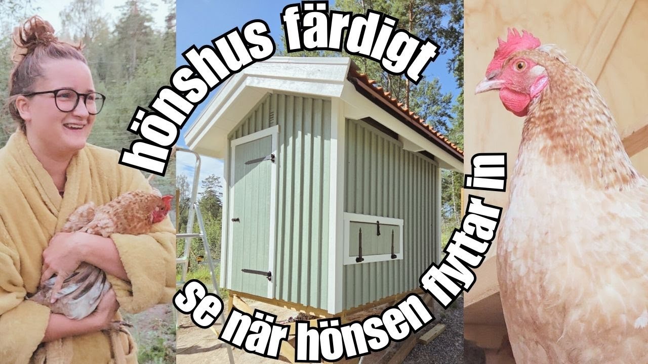 Hönshuset blev FANTASTISKT 🐓🐥och nu är vi med höns 🥚 (del 3)