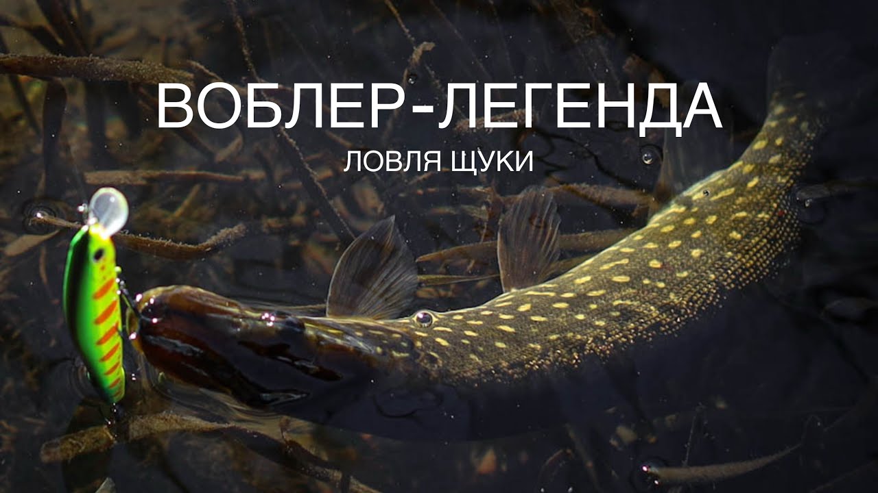 Воблер-легенда! Сделал мою рыбалку! Ловля щуки осенью.  