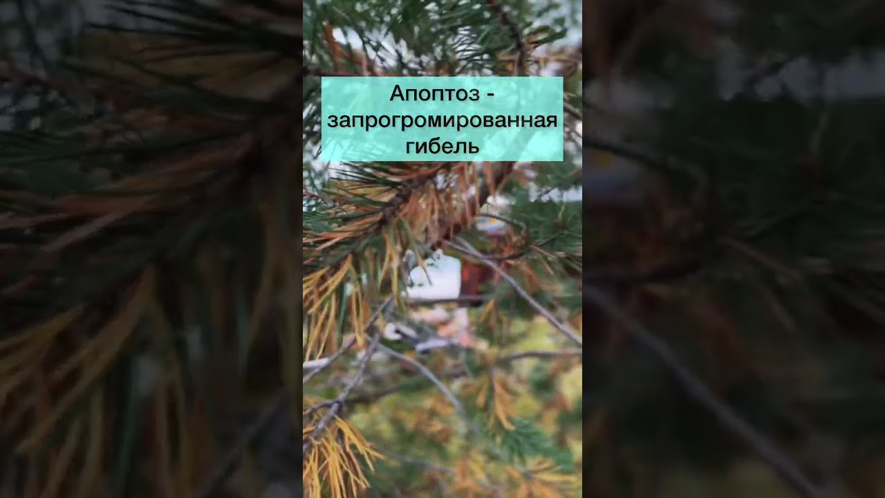 Апоптоз #биология #биологияегэ #био #биоегэ #ботаника #апоптоз #терминыегэ #ель #осень