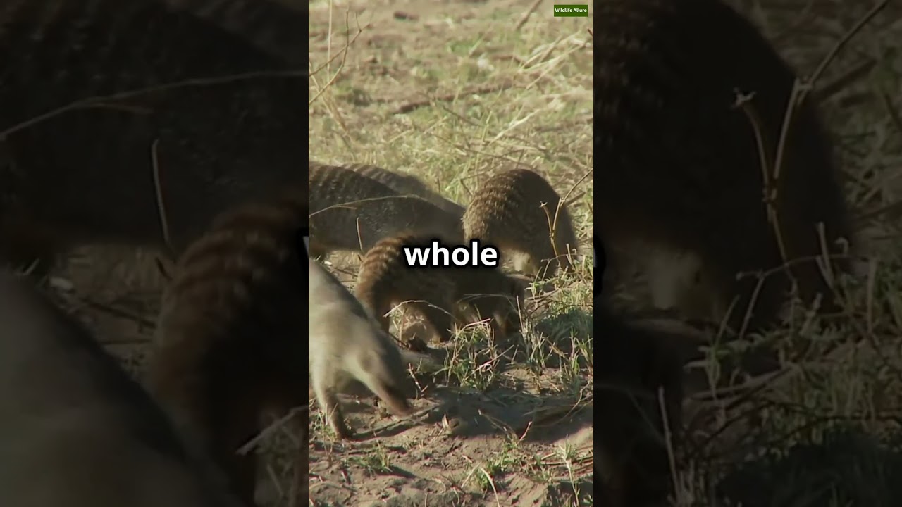 Fun facts about mongoose&nbsp;