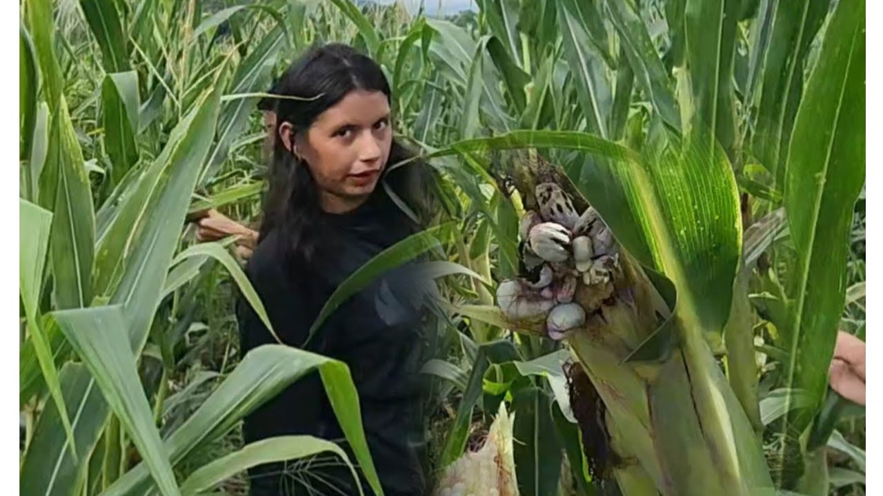 Todos muy tristes por la plaga que le yego a nuestro cultivo el famoso ongo negro 😱😔