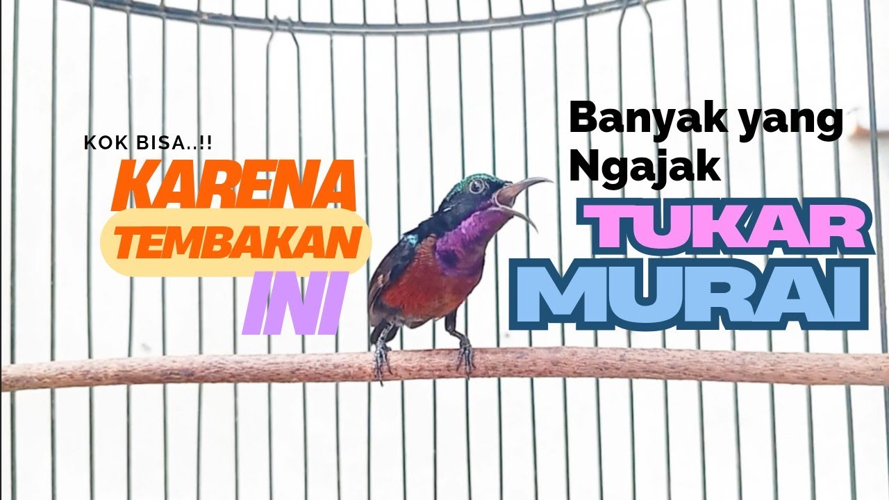 Burung Konin Gacor masteran kicau kolibri ninja masteran materi tembakan konin jeda natural viral