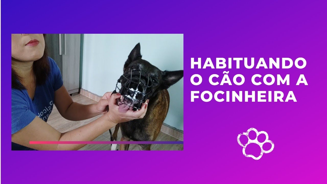 Habituando o cão com a focinheira/ como usar focinheira.