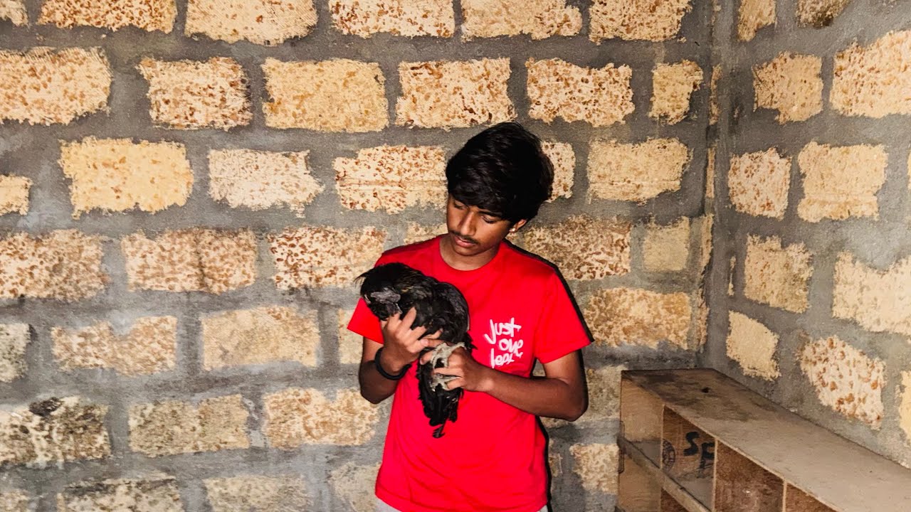  આજ તા કૂકડા લે આવા પાસા અને ઓફિશે કામ કરું થોડુક 🫶🏻❤️