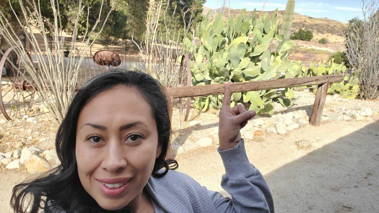 Harvesting & Tasting Prickly Pears Fruit from My Cactus Plant | Homestead Came with tons of Goodies