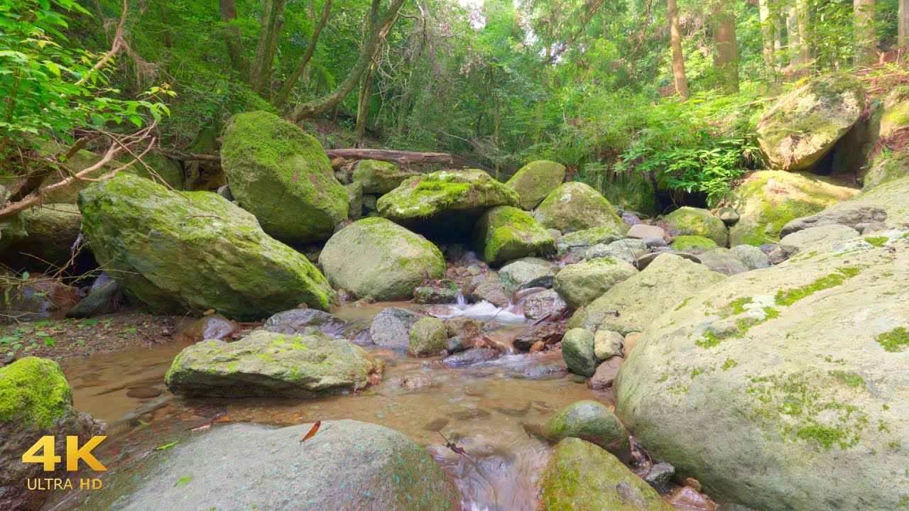 Calm & Healing 🌿 Quiet Garden Stream with Dragonflies | Relaxation / Sleep / ASMR [4K Nature Sounds]