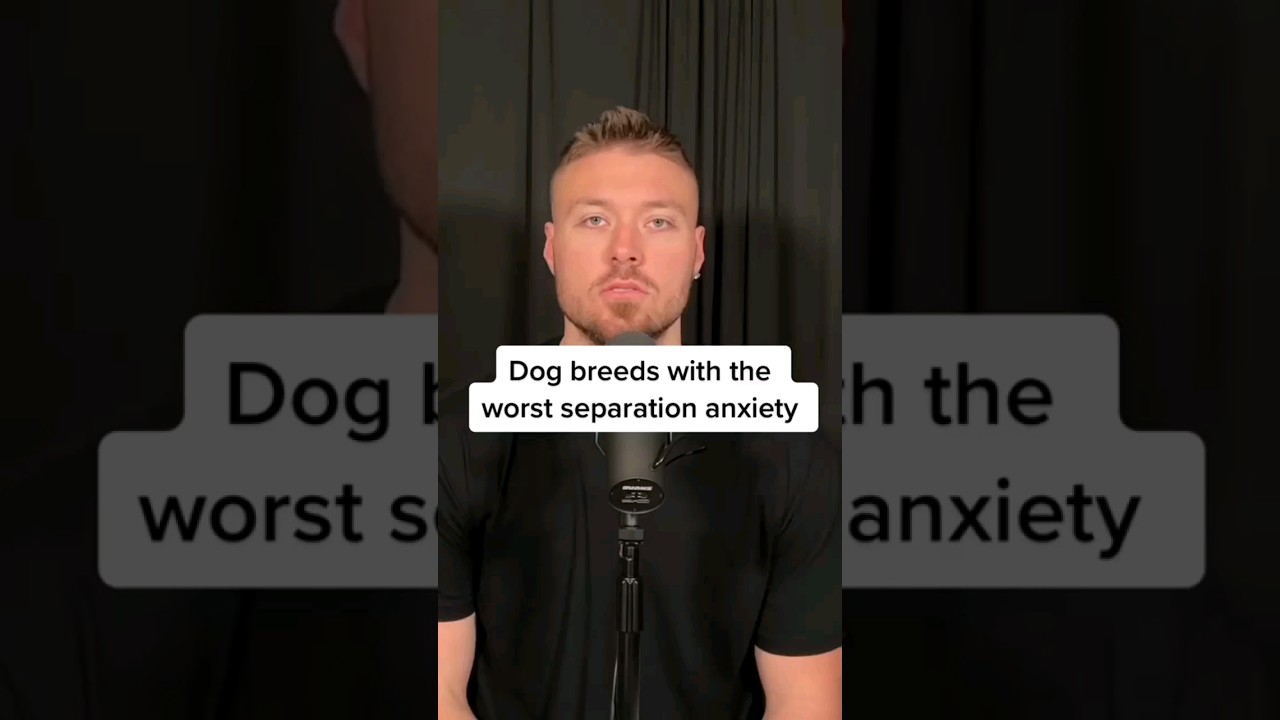 Dog breeds with the worst separation anxiety🐕‍🦺🦮🐕🐩🐶🐾