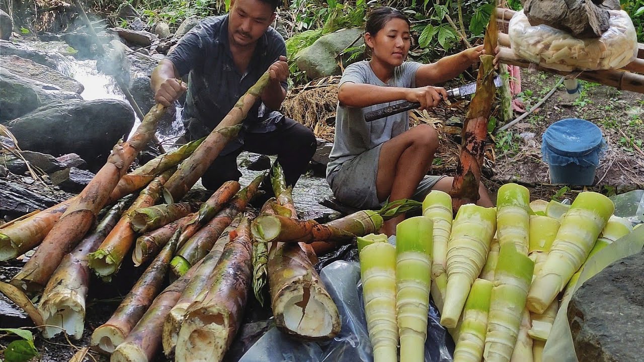 collecting Bamboo shoots for fermentation, one of the most important ingredient of northeast people.