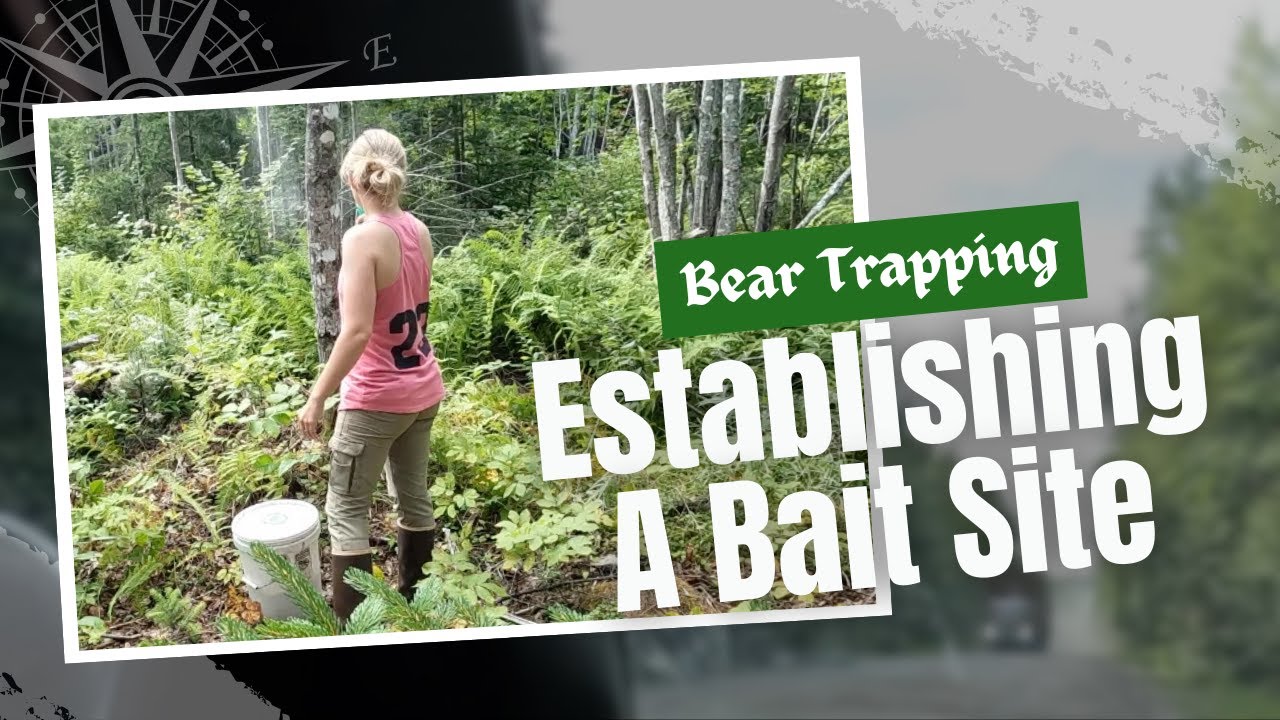 Establishing a Bear Baiting Site in 4 days | Bear Trapping | Northern Maine