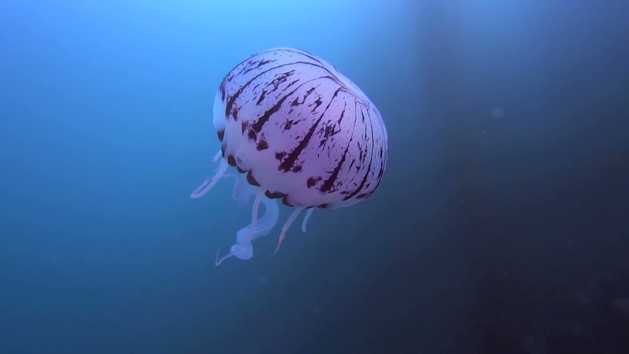 BW 917 918