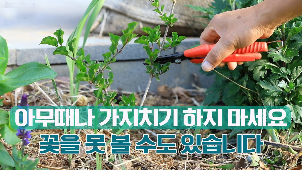 미스김라일락, 철쭉, 영산홍 가지치기와 삽목, 꽃잔디 관리 방법, 삼색조팝나무 이쁘게 키우는 방법