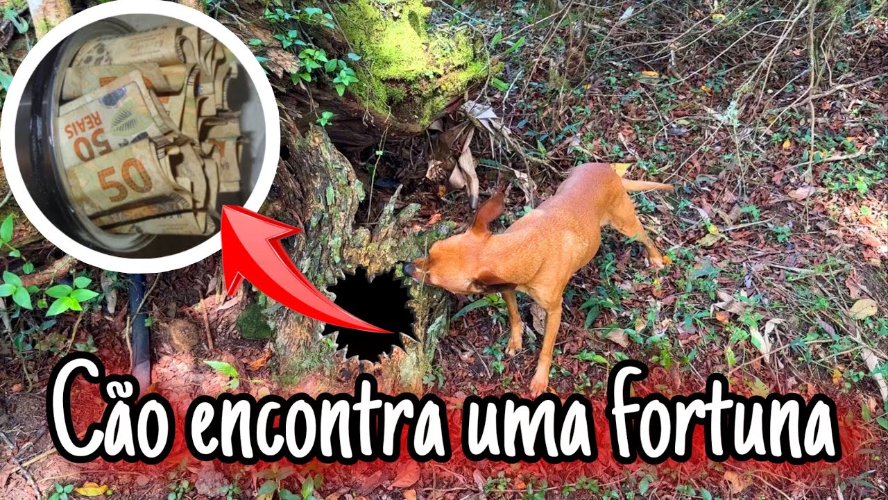 Cachorro desvenda tesouro secreto na árvore da selva