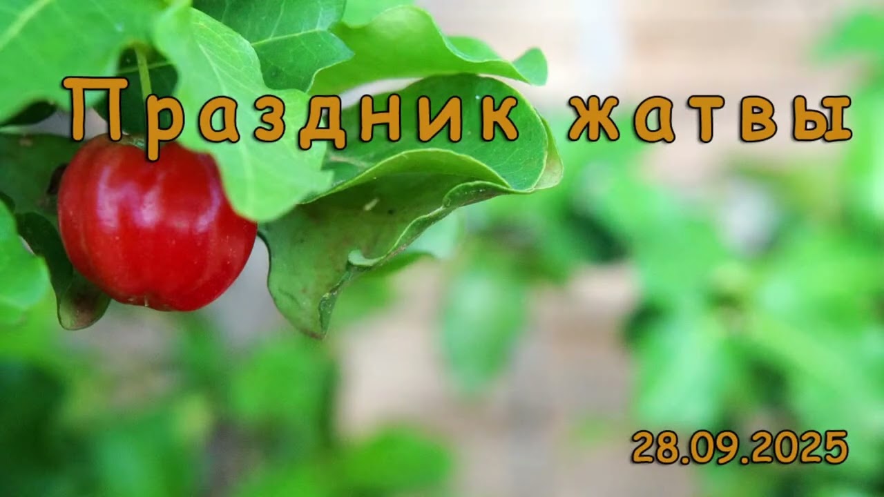 Копия видео 