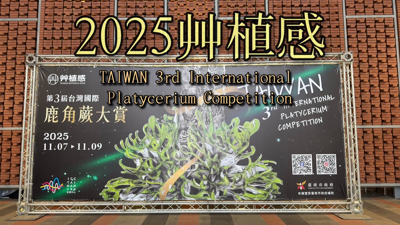 艸植感 2025  TAIWAN 3rd International Platycerium Competition