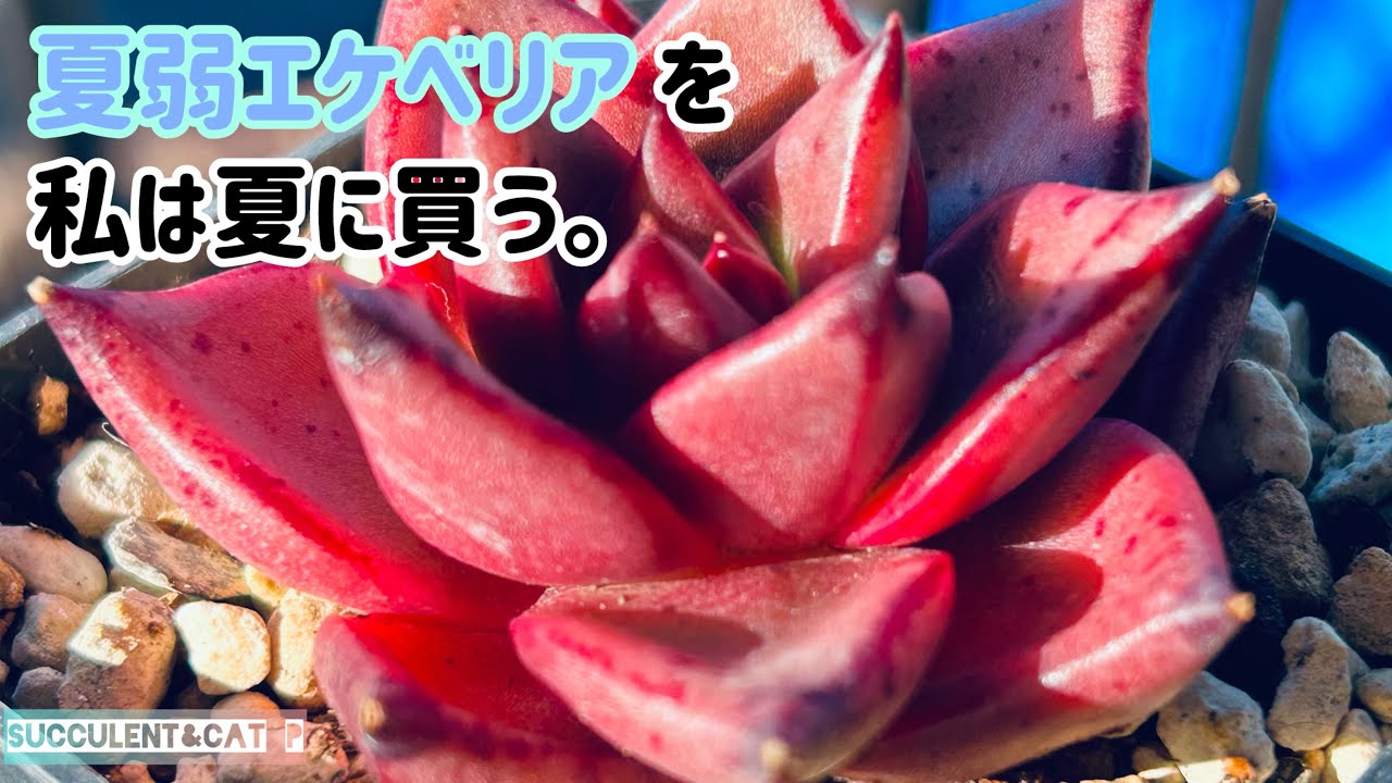 【多肉植物】 ｵﾚﾀﾁ、ﾀﾆｸｶｳ。ｿﾉﾀﾆｸｶﾜｾﾛ。ﾀﾆｸﾖｺｾ。ｿﾉﾀﾆｸﾉﾁｶﾗﾓﾗｳ。ﾀﾞｶﾗｶｳ。