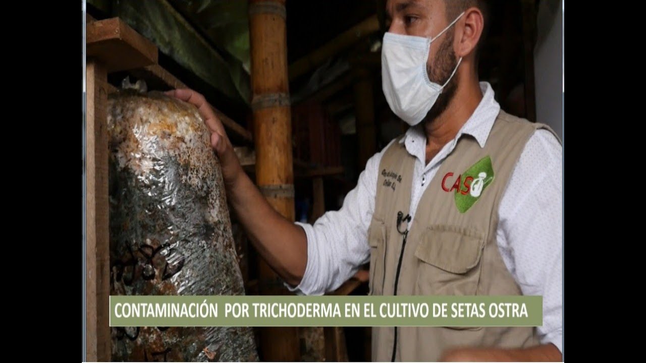 Así  se muestra un Tubular contaminado por Trichoderma en el cultivo de setas orellanas